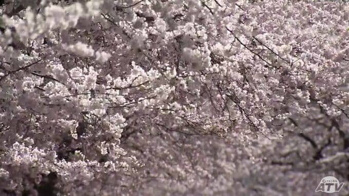 春爛漫　花見宴（はなみ うたげ）油彩画展　　|　青森のニュース│ATV NEWS│青森テレビ