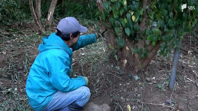 イノシシが太ももをかみ出血　70代男性が農作業へ行く途中にけが　わなのワイヤーを引きちぎり負傷させて逃げる=静岡・下田市　|　静岡のニュース | SBSNEWS | 静岡放送