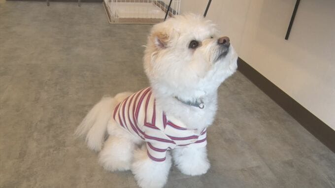 ペット業界にも韓流ブーム？　魅力は「豊富なデザイン」「手ごろな価格」　イヌ用の"韓国服"専門店…100着持つ飼い主も　|　BSSニュース | BSS山陰放送