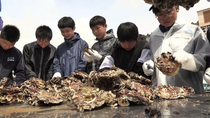 「カキを傷つけないように取るのが難しい」中学生が養殖ガキの種付け作業を体験　岩手・陸前高田市|TBS NEWS DIG