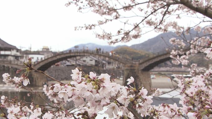 岩国城下町が桜色に染まる　国の名勝・錦帯橋と満開のサクラ　山口・岩国|TBS NEWS DIG