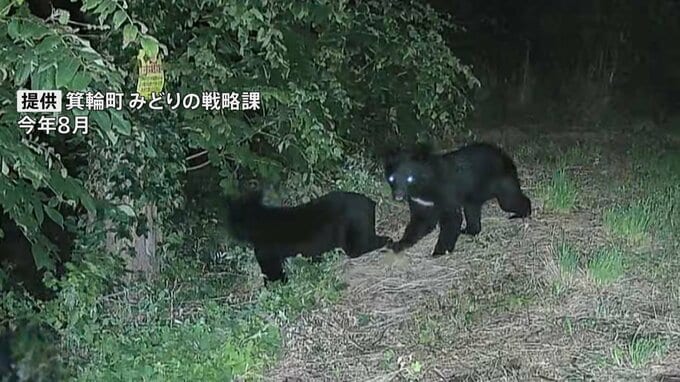 4月～10月のクマの人身被害 全国で196人　最も被害者数が多かった年度を上回るペース　環境省|TBS NEWS DIG