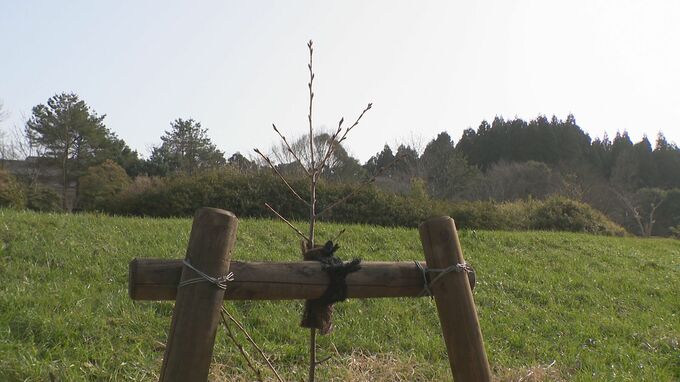 高峰譲吉博士ゆかりのサクラ 「シドモア桜」記念植樹式 金沢市　|　石川県のニュース｜MRO北陸放送