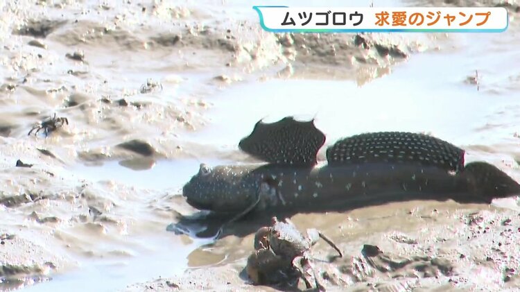 ムツゴロウが求愛のジャンプ！ 干潟に棲む絶滅危惧種の希少な魚 熊本