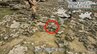 7000年前に海に落ちた？ 糸満市の大度海岸で「石斧」が見つかる　沖縄戦の戦火もくぐり抜け　|　沖縄のニュース｜RBC 琉球放送