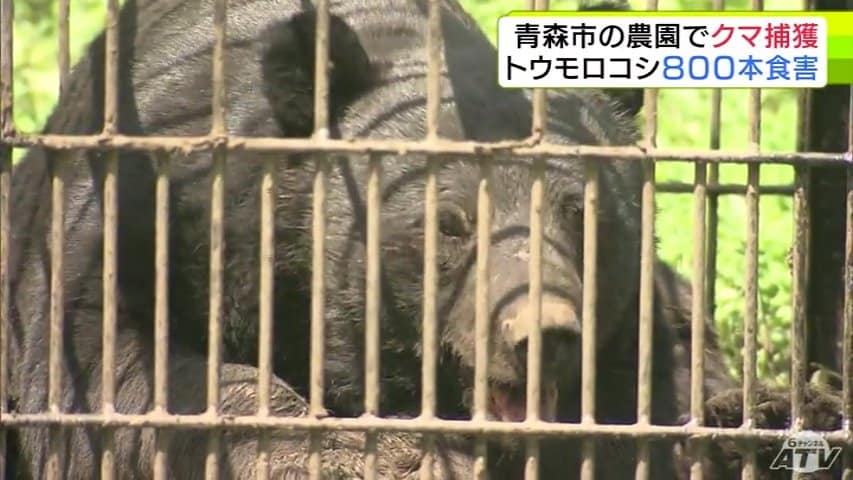 クマ】体長150cm・体重推定100kg以上のオス 農園で『ツキノワグマ』を