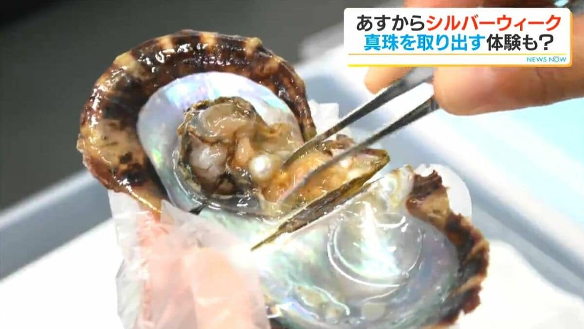 あす19日からシルバーウィーク　かごしま水族館では初開催「真珠取り出し体験」も
