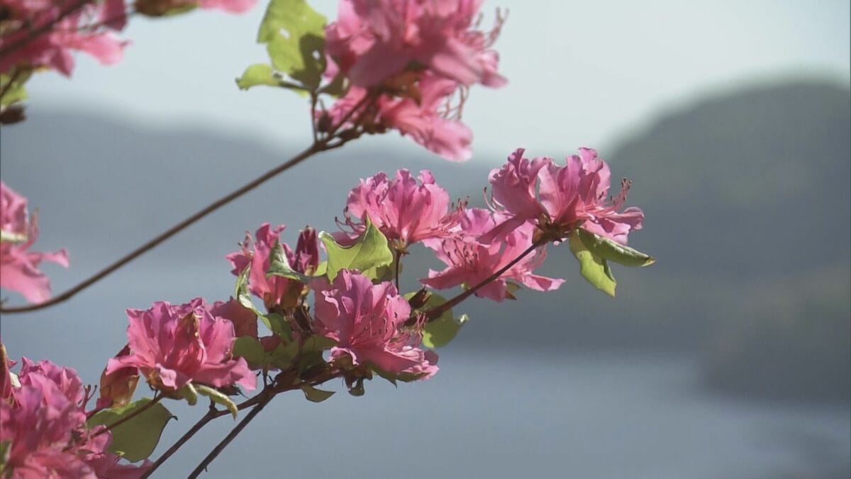 鮮やかなピンクの「オンツツジ」が見ごろ 浜風に揺られながら咲き誇る 三重・尾鷲市