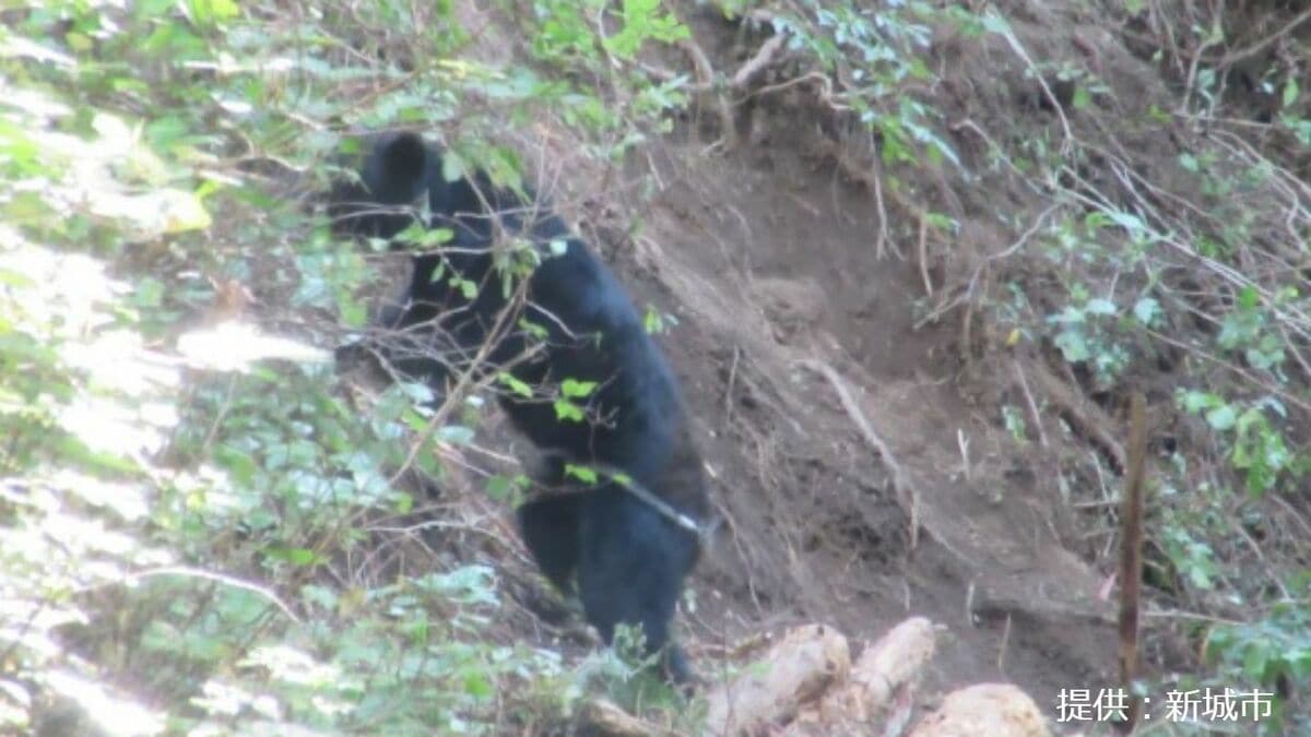 【速報】愛知･新城市で｢ツキノワグマ｣1頭を捕獲  シカやイノシシを捕らえる罠にかかる 全長1メートル10センチ 推定体重65キロ 県内の目撃情報は今年度15件目