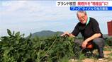 「何だこの甘みは！」日本一の枝豆県  新潟・弥彦村の“幻の枝豆” に惚れ込んだ仕掛け人   半分近くが規格外になる一級品をアップサイクルで特産品に　|　新潟のニュース・天気｜BSN NEWS｜BSN新潟放送