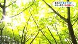 垂水市の千本イチョウ 少しずつ黄色に 今月22日~ライトアップも | 鹿児島のニュース|MBC NEWS|南日本放送
