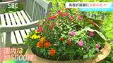 蓼科高原の英国式庭園で初夏の花々見頃に 5日から「フラワーショー」 見どころのひとつが「ショーガーデン」 長野・茅野市|TBS NEWS DIG