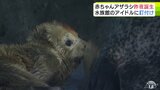 モフモフかわいい“水族館のアイドル”にみんなくぎ付け　浅虫水族館で「ゴマフアザラシの赤ちゃん」約2年ぶりに誕生|TBS NEWS DIG