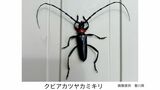 クビアカツヤカミキリ(特定外来生物)を東かがわ市で確認 ウメやモモなどの果樹に甚大な農業被害をもたらすことも【香川】 | 岡山・香川のニュース | 天気 | RSK山陽放送