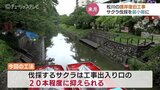 松川べりの復旧工事でサクラが数十本程度の伐採へ 影響は最小限にとどめたい 富山|TBS NEWS DIG