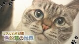 全ネコ好きが歓喜!!かわいくてリアルすぎる「猫」の絵を描く色鉛筆画家・音海はるさん「温かみや癒しを届けたい」 | 山形のニュース│TUYテレビユー山形