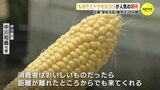 早朝30分だけ販売 もぎたてトウモロコシ 朝市が人気|TBS NEWS DIG