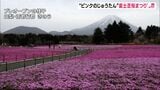 色鮮やか！まるで…“ピンク色のじゅうたん”　「2023富士芝桜まつり」が開幕|TBS NEWS DIG