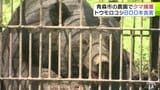 【クマ】体長150cm・体重推定100kg以上のオス 農園で『ツキノワグマ』を捕獲 近づくと…「腕も太いし顔もでかいし怖い…」 農園では収穫控えた「トウモロコシ」800本の食害が | 青森のニュース│ATV NEWS│青森テレビ