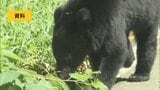 【クマ出没情報】歩道の法面にクマ 福島市蓬莱町 15日午後10時すぎ 福島|TBS NEWS DIG