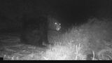 クマの目撃情報が増加…今年は数年に一度の“危険な年”か もしクマに遭遇したらどうすればいい?|TBS NEWS DIG