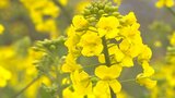 長崎鼻の菜の花 2700万本がまもなく見ごろ 大分・豊後高田市 | 大分のニュース|OBS NEWS|大分放送
