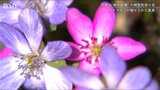 花言葉は「はにかみ屋」 春を呼ぶ“雪割草の里” 新潟県柏崎市|TBS NEWS DIG