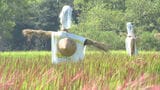 吉野ヶ里歴史公園で赤く色づいた稲穂が見頃に　10月には稲刈りイベントも|TBS NEWS DIG