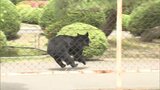 秋の行楽シーズンで注意 福島県内でツキノワグマ出没注意報 | 福島のニュース│TUF