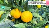 食料品が過去最高の輸出額に 海外のバイヤーとの地道な商談などが成果につながったか 2024年の貿易収支・約311億円の黒字(高知県)|TBS NEWS DIG