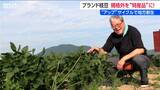 「何だこの甘みは!」“日本一の枝豆県”の『幻の枝豆』に惚れ込んだ仕掛け人 半分近くが規格外になる一級品をアップサイクルで特産品に 新潟・弥彦村 | 新潟のニュース・天気|BSN NEWS|BSN新潟放送