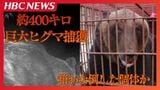 体重約400キロ…こうして巨大ヒグマは捕獲された　約2週間前にも出没？「よくわなに入ったな」地元猟友会会長も驚いた…過去最大級の巨体　|　北海道のニュース｜HBC北海道放送