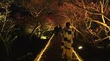 「夜のサクラってこんなにキレイなんだ」 約600本のサクラが見頃の世界遺産今帰仁城跡で夜桜のライトアップ|TBS NEWS DIG