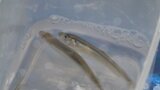 山中湖で待ちに待ったワカサギ釣り解禁 独特の技法を披露する様々な愛好家で湖はにぎわう|TBS NEWS DIG