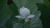 夜明けとともに開花するハスを楽しんで　岡山後楽園で年に一度の「観蓮節」　|　岡山・香川のニュース | 天気 | RSK山陽放送