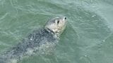 「間違いなく、アザラシです」北の海に棲むアザラシが佐賀県の有明海に なぜ? 水族館の見解は | 福岡のニュース|RKB NEWS|RKB毎日放送