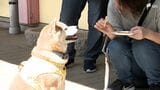 白熱「おやつ我慢大会」27周年迎えた酪農テーマパークで犬連れも楽しめるイベント開催=静岡・函南町 | 静岡のニュース | SBSNEWS | 静岡放送