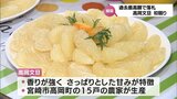 香りとさっぱりとした甘味が特徴 宮崎市高岡町生産のかんきつ類「高岡文旦」の初競り | MRTニュース | MRT宮崎放送