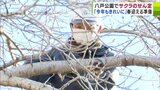 「サクラの名所」を目指して 八戸公園で約100本のサクラの木のせん定 春を迎える準備着々と 青森県八戸市 | 青森のニュース│ATV NEWS│青森テレビ