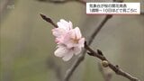 宮崎で桜が開花　平年より1日遅く、去年と同じ開花|TBS NEWS DIG