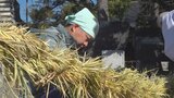 新年を迎える支度が進む 稲積神社でしめ縄作りと正月飾りの準備|TBS NEWS DIG