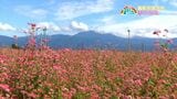 赤そばの花見ごろ　霧島市溝辺　【亀ちゃんのかごしま撮った！】|TBS NEWS DIG