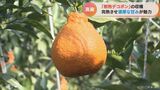 完熟状態で出荷「早いうちに生で食べて」 樹の上で熟成「樹熟デコポン」収穫ピーク 愛知・蒲郡市 | 名古屋・愛知・岐阜・三重のニュース【CBC news】 | CBC web