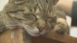 「初めての方でも膝に乗ったり」　日本一の看板ネコ・富士子ちゃん　旅行予約サイトの看板ネコランキングで全国1位に　山梨・アルベルゴ デル オット|TBS NEWS DIG