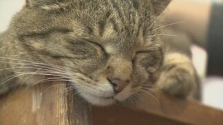 「初めての方でも膝に乗ったり」　日本一の看板ネコ・富士子ちゃん　旅行予約サイトの看板ネコランキングで全国1位に　山梨・アルベルゴ デル オット　|　山梨のニュース | ＵＴＹテレビ山梨