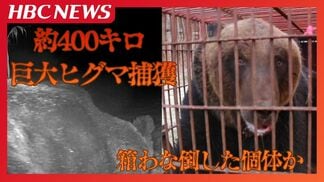 体重約400キロ…こうして巨大ヒグマは捕獲された　約2週間前にも出没？「よくわなに入ったな」地元猟友会会長も驚いた…過去最大級の巨体　|　北海道のニュース｜HBC北海道放送