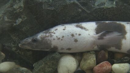 突然変異で白黒に「パンダウナギ」 数万匹に1匹とも 料理店の水槽 