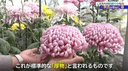 秋色を訪ねて⑤】現在、最盛期を迎えている菊の花 この道25年の
