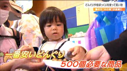 どんぐり500個