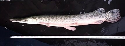 アリゲーター様 Amazon.co.jp: Hibon アリゲーター ガーフィッシュ フィギュア 人工